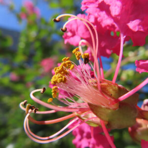 サルスベリの花をクローズアップで撮影、鮮やかなピンクの花弁と黄色い雄しべが青空に映える夏の花の写真