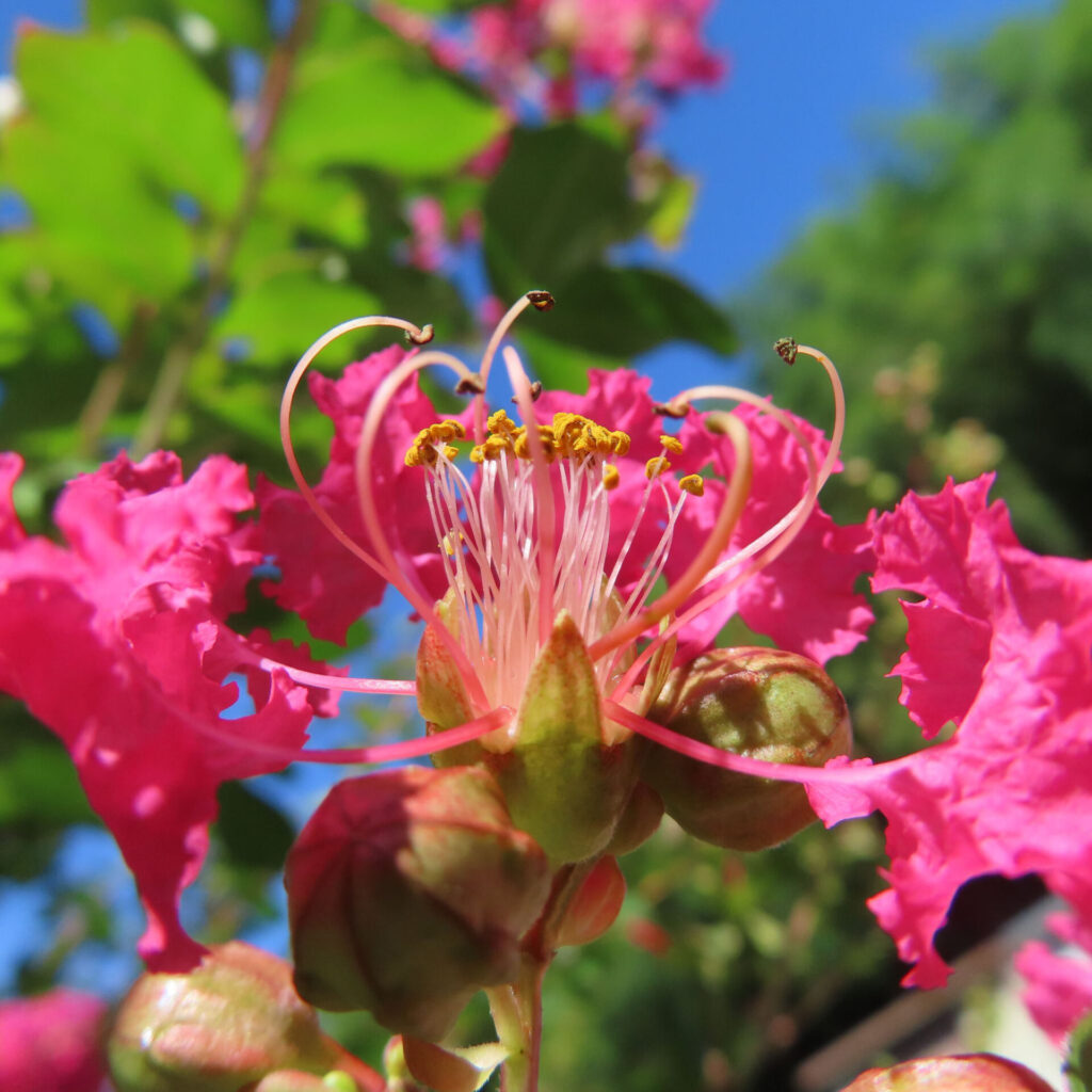 サルスベリの花をクローズアップ撮影、鮮やかなピンクの花弁と黄色い雄しべ、青空と緑の葉が背景に映える夏の花
