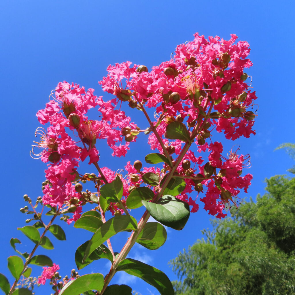 夏の青空に映えるサルスベリの枝、鮮やかなピンクの花房と緑の葉が輝く全体構図の写真