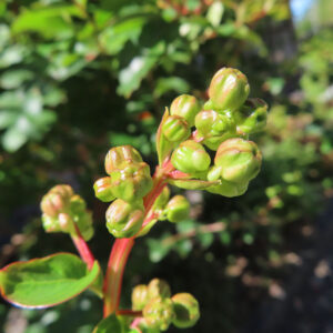 サルスベリの枝先に clustered した緑色の蕾、赤みを帯びた茎と葉が夏の陽光に輝く写真