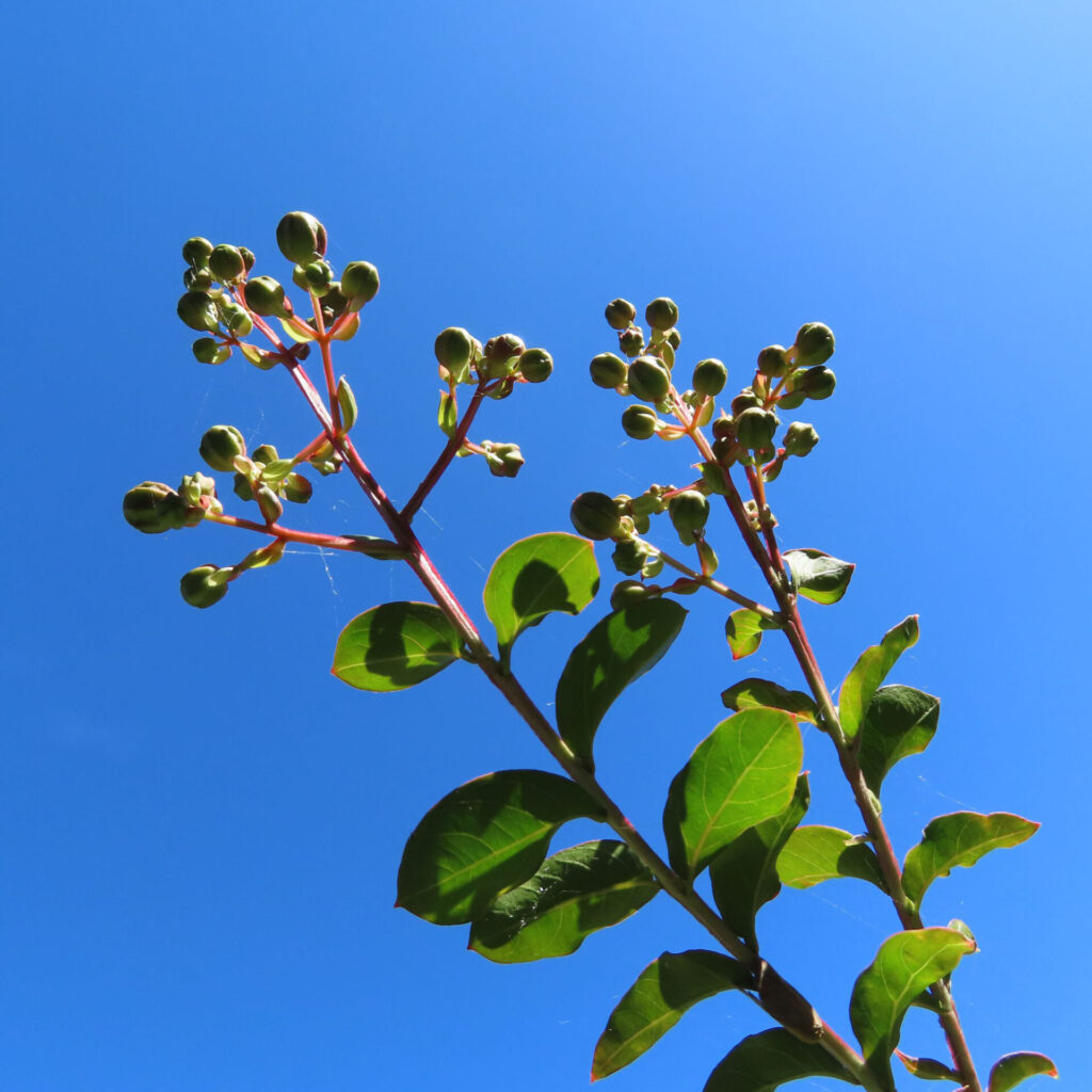 夏の青空に伸びるサルスベリの枝、緑色の蕾と光を透かす葉が鮮やかに映える写真