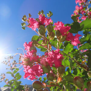 夏の青空に映えるサルスベリの花と蕾、鮮やかなピンクの花弁と緑の葉を逆光で撮影した写真