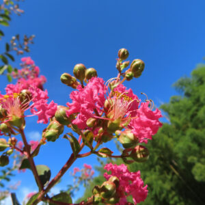夏の青空を背景に咲くサルスベリ、鮮やかなピンクの花と蕾が枝先に広がる写真