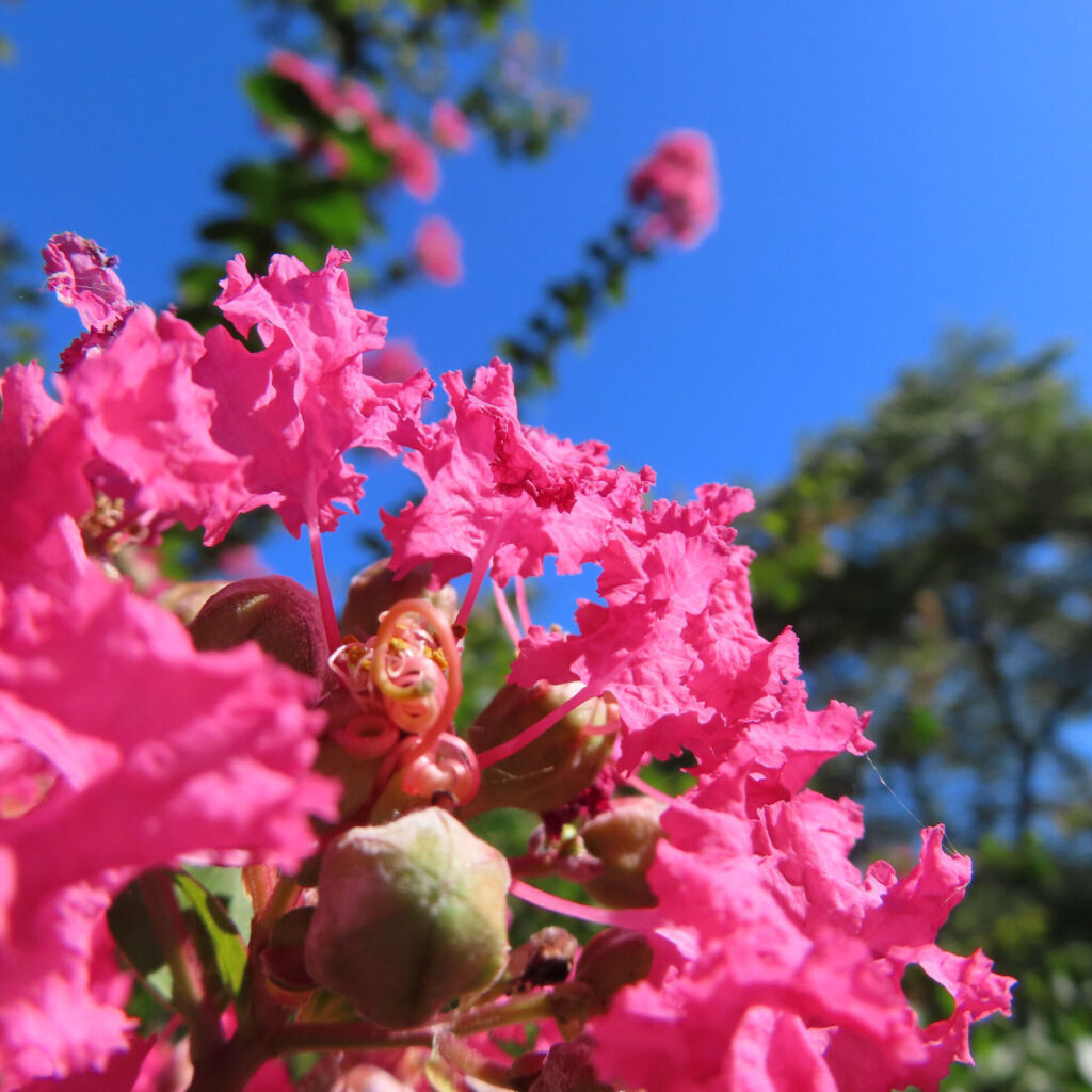 青空を背景に咲くサルスベリ、鮮やかなピンクの花弁と丸い蕾をクローズアップで撮影した夏の花