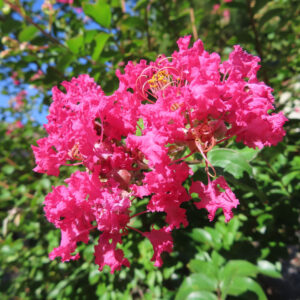 鮮やかなピンク色のサルスベリの花房をクローズアップ撮影、青空と緑の葉を背景に咲き誇る夏の花