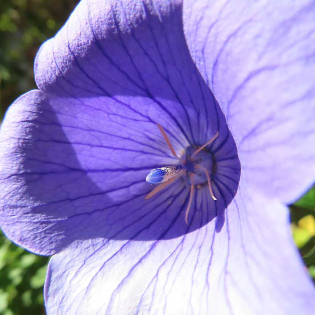 花喉の陰影と雄しべが際立つ青紫キキョウの斜め接写