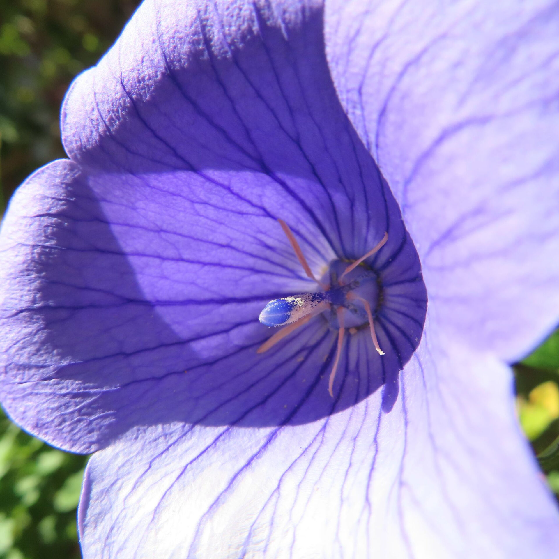 キキョウの無料（フリー）写真