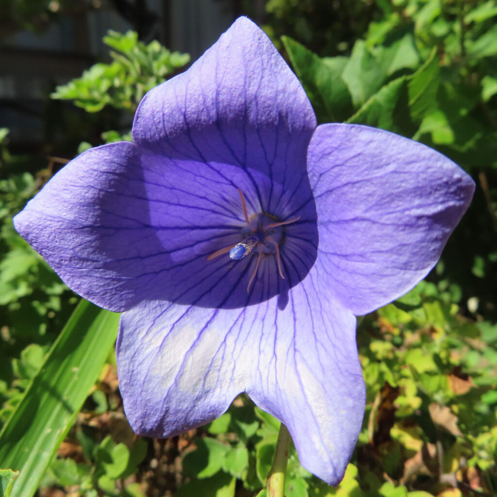 中心の雄しべが見える青紫キキョウの正面アップ