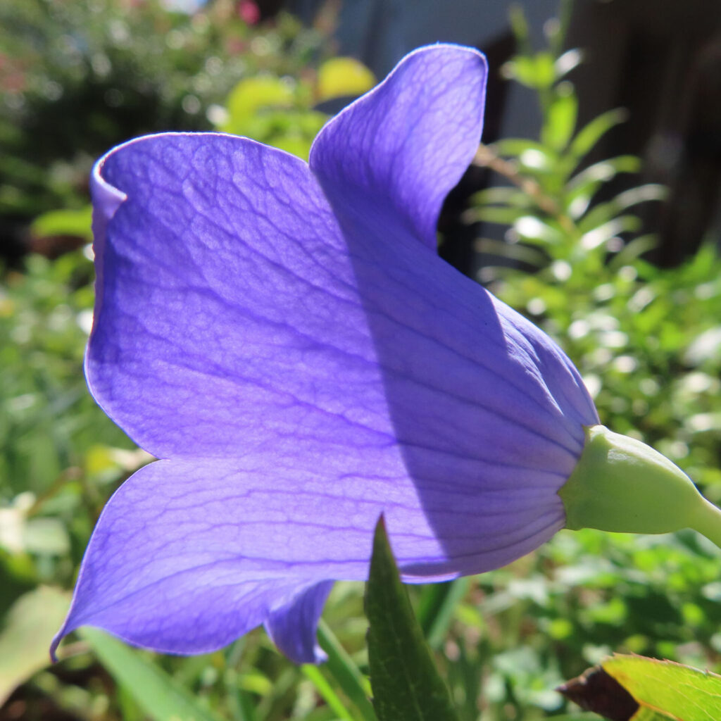 透ける花弁が美しいキキョウの側面ショット（逆光）