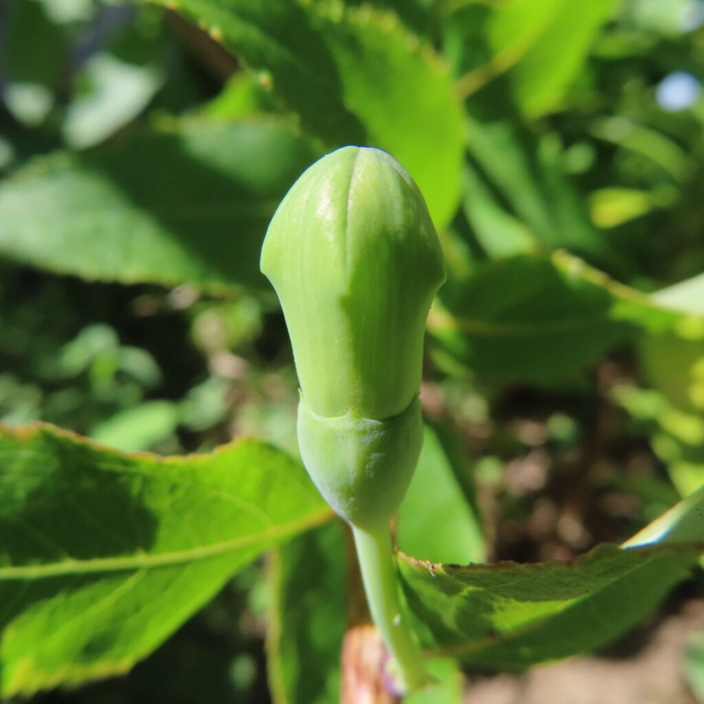 ライムグリーンの若いキキョウの蕾の接写