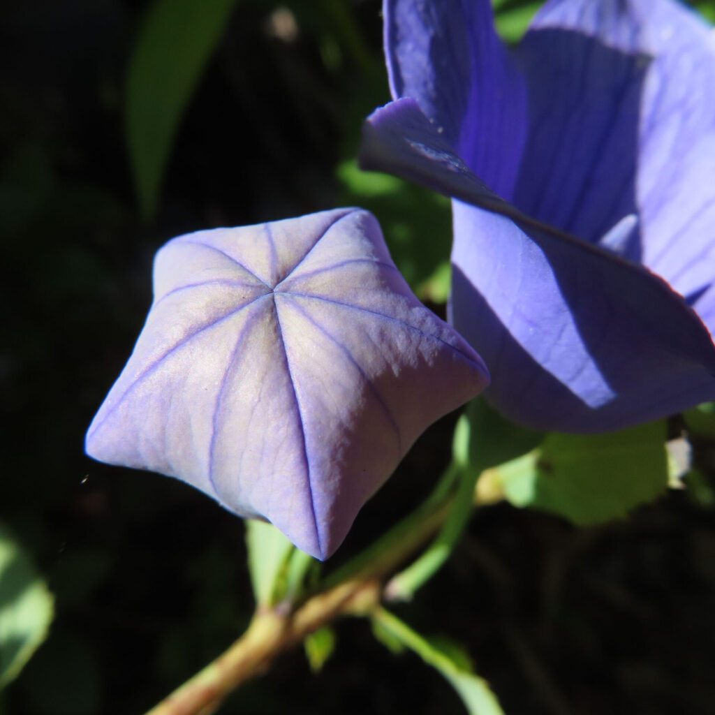 前景に風船状の蕾、後景に開花した花を配したキキョウ