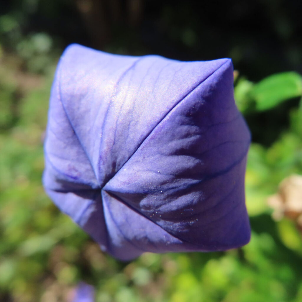濃い紫の風船状蕾を大きく切り取ったキキョウの接写