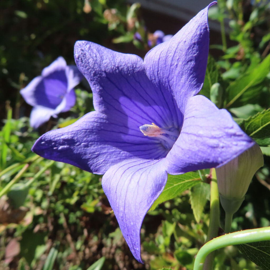 手前の開花と背景のボケた花を入れた青紫キキョウの立体構図