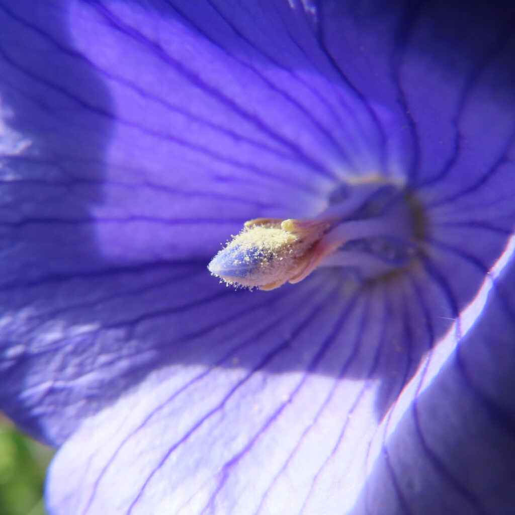 花粉が付着した花柱先端を捉えたキキョウの花芯マクロ接写