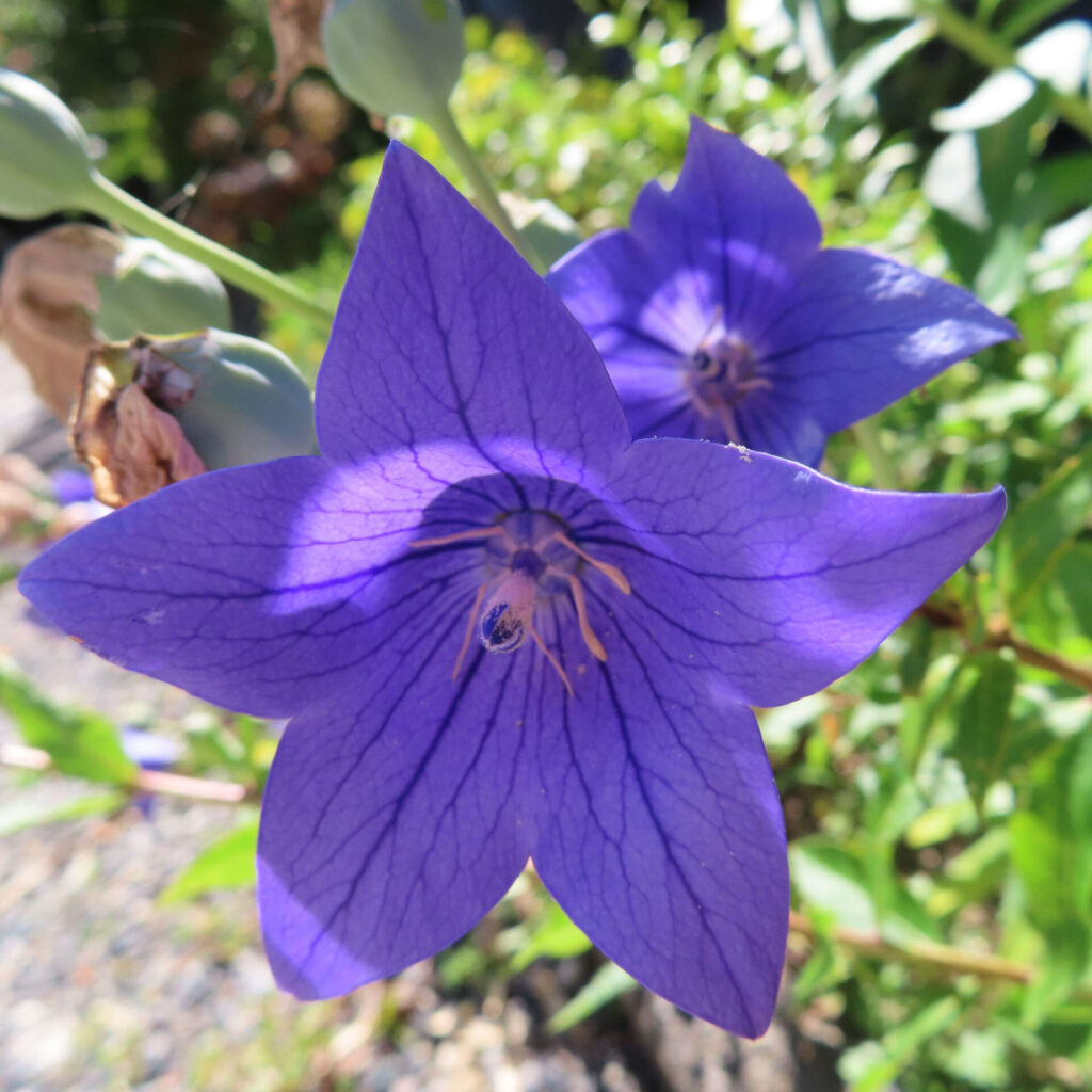 二輪の青紫キキョウが並んで咲く庭の情景（前後ボケ）