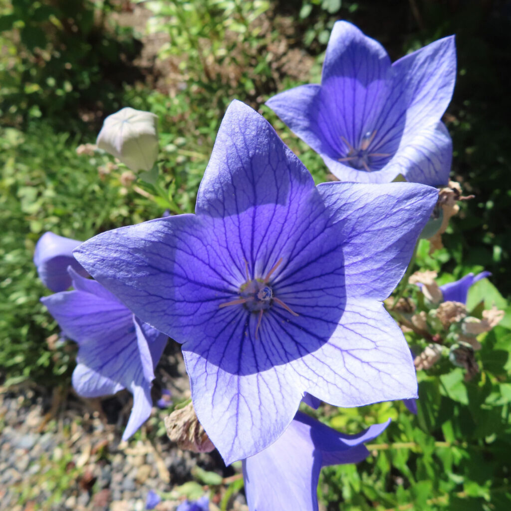 花序に複数の花が咲き進むキキョウの群花ショット（蕾～開花）