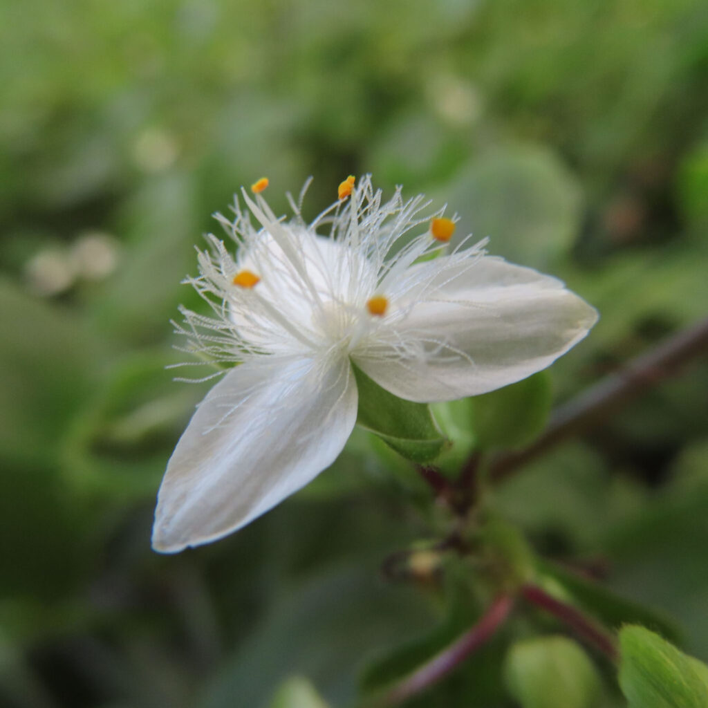 トキワツユクサの白い花のクローズアップ写真、繊細な雄しべと黄色い葯が特徴的