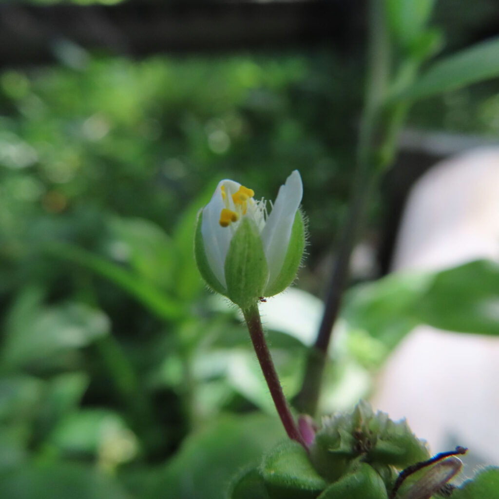 開花直前のトキワツユクサのつぼみ、白い花びらと黄色い雄しべが見え始めている様子