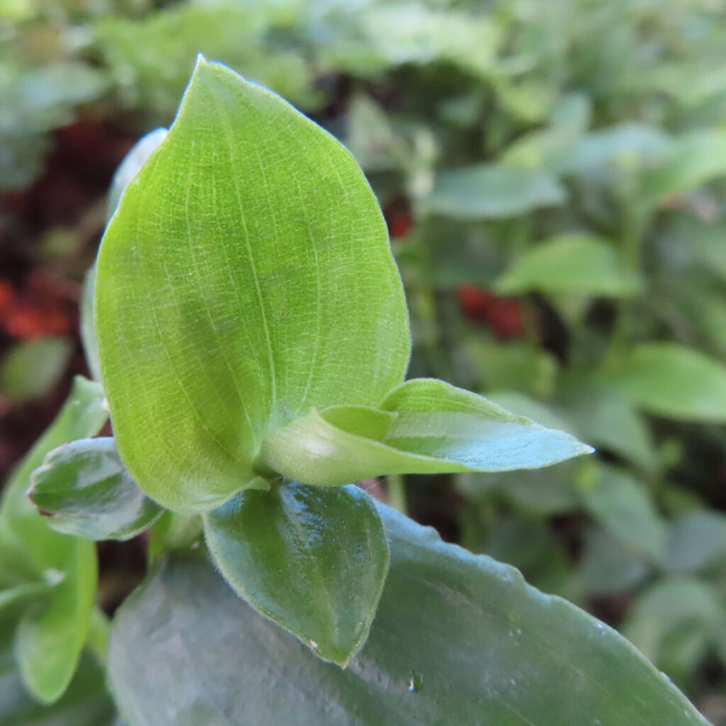 トキワツユクサの若葉の拡大写真、鮮やかな緑色の葉が重なり合う様子