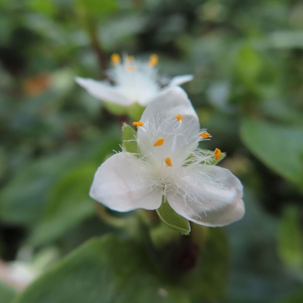 トキワツユクサの小さな白い花、細い糸状の雄しべが美しく広がるアップ写真