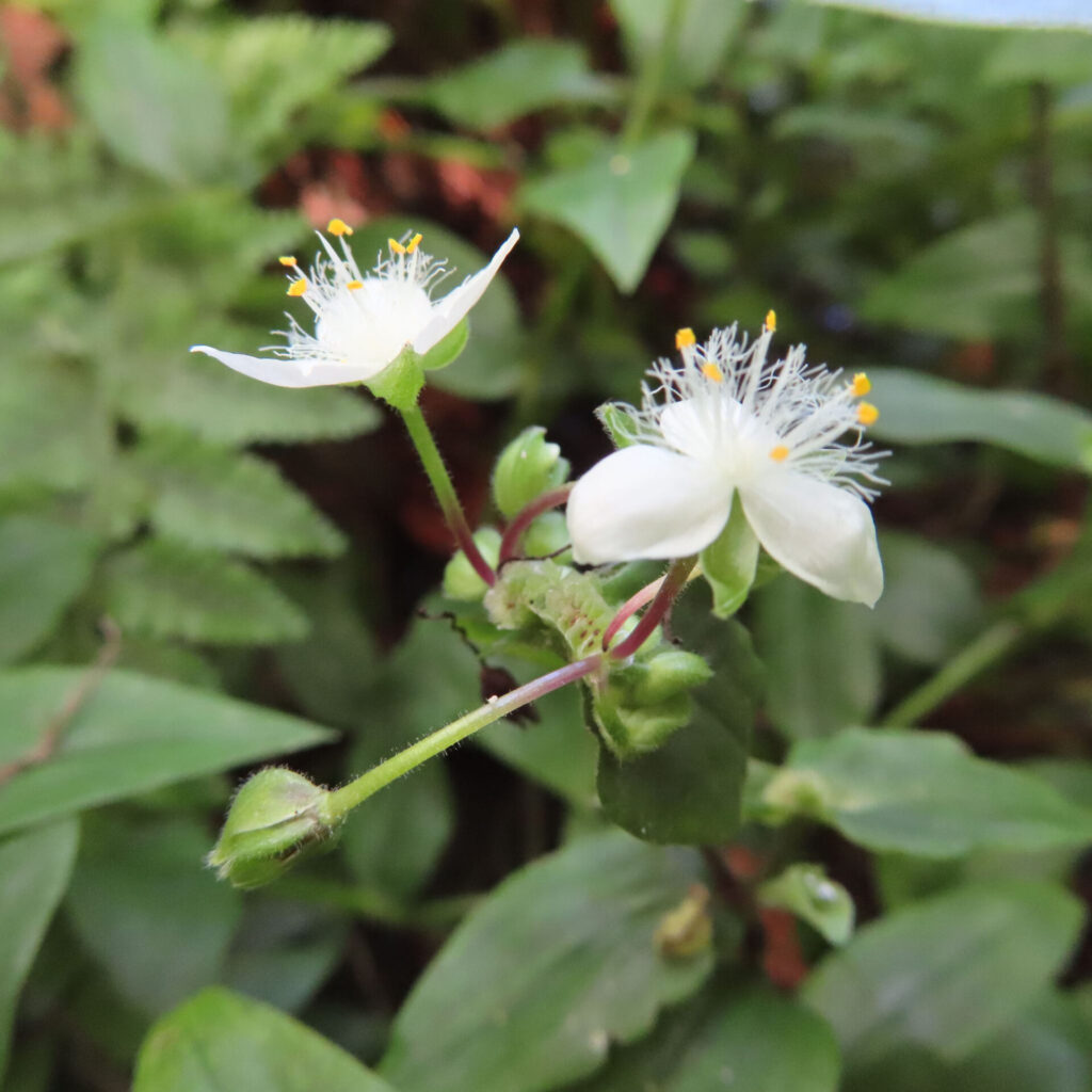 2輪のトキワツユクサが並んで咲く写真、自然光の中で可憐に咲く白い花