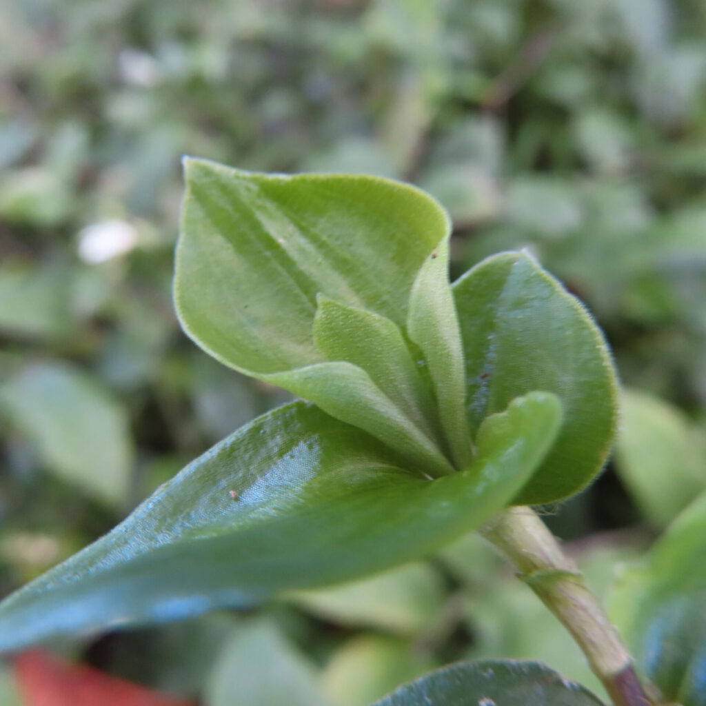 トキワツユクサの若々しい緑の葉、瑞々しく光沢のある質感のクローズアップ