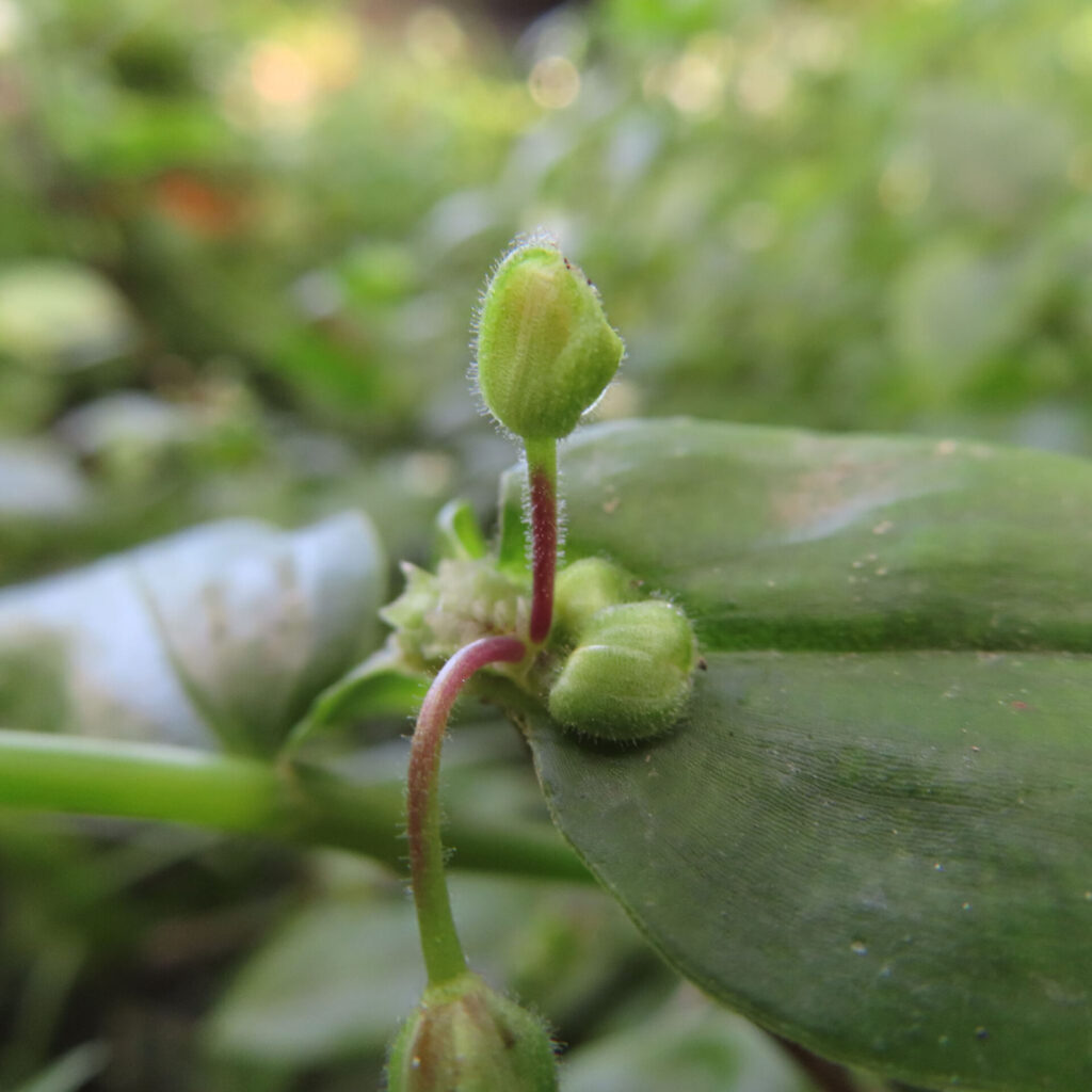 トキワツユクサの未開花のつぼみ、茎から伸びる細い花柄に付いた緑色のつぼみ