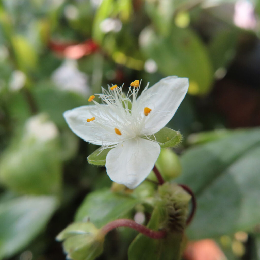 トキワツユクサの一輪の白い花、繊細な雄しべが放射状に広がるアップ写真