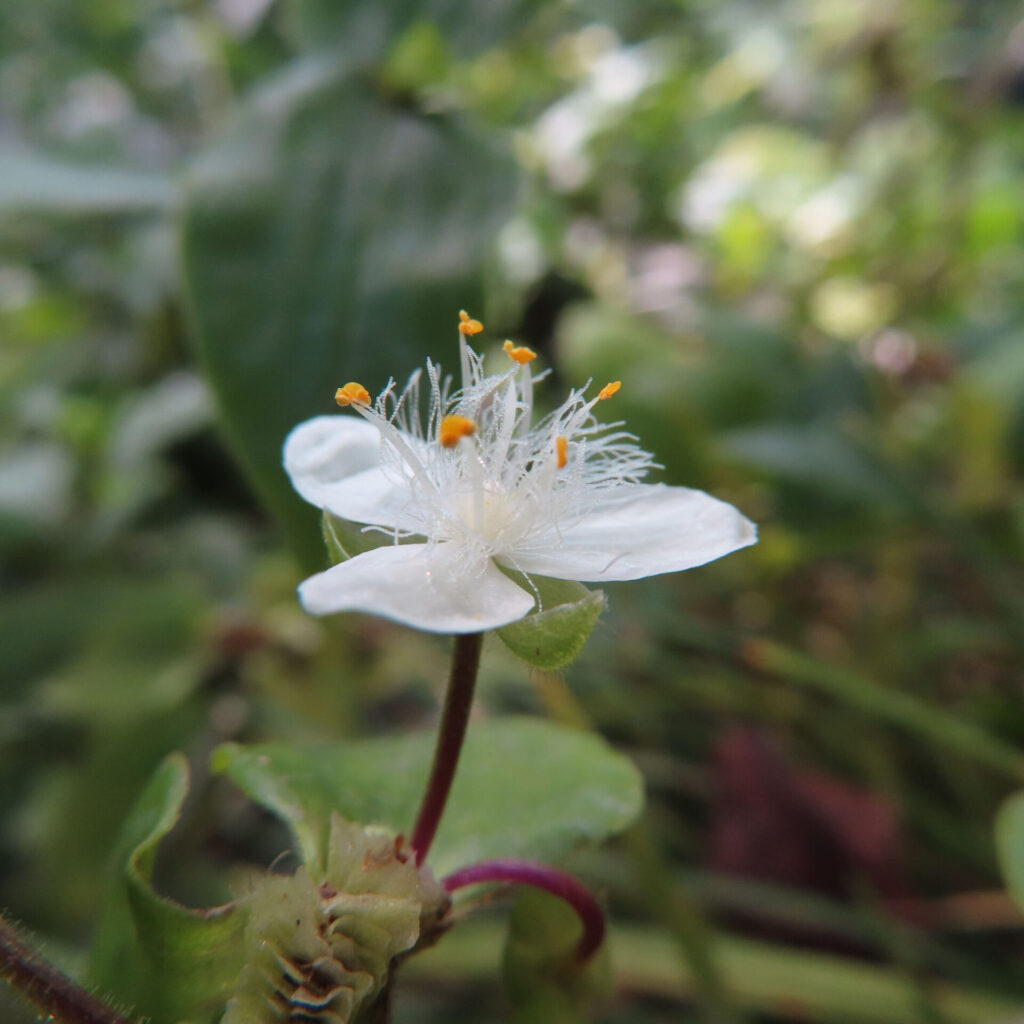 トキワツユクサの白い花が草むらの中で咲く様子、黄色い雄しべが印象的