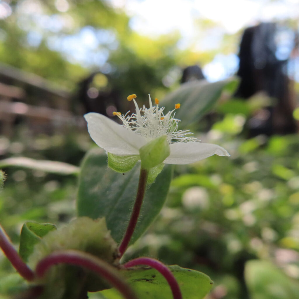 トキワツユクサの白い花を横から撮影した写真、背景に緑が広がる自然な雰囲気