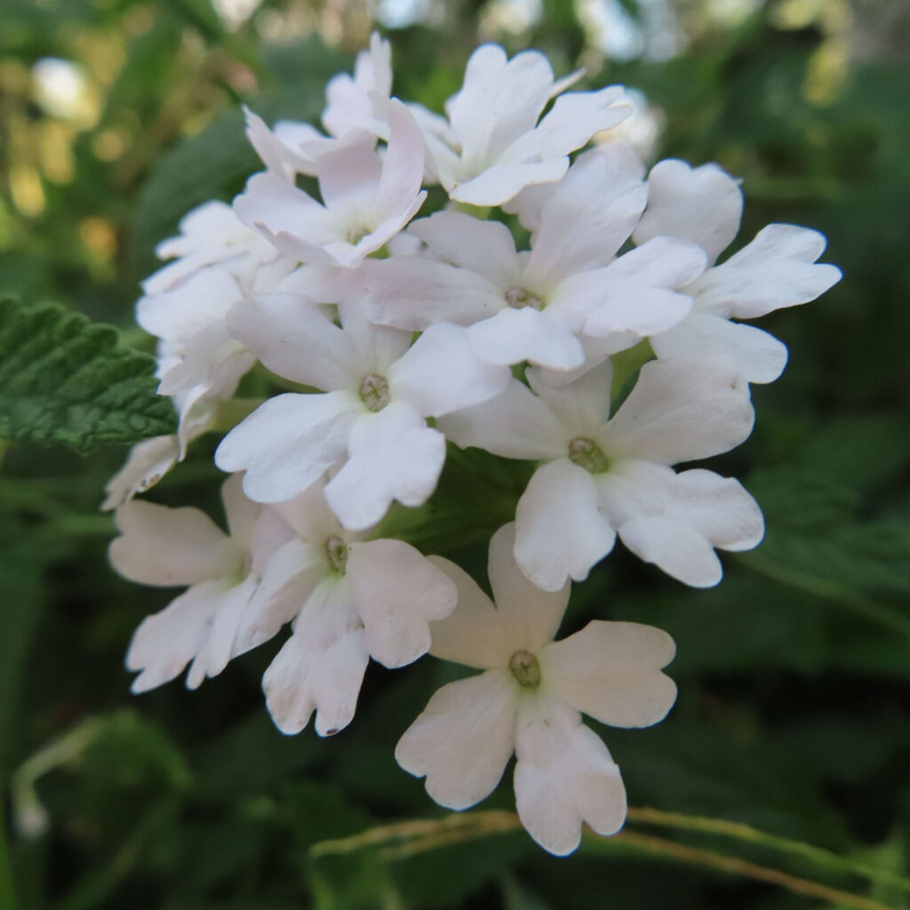 日本で純白のバーベナ花房をクローズアップ