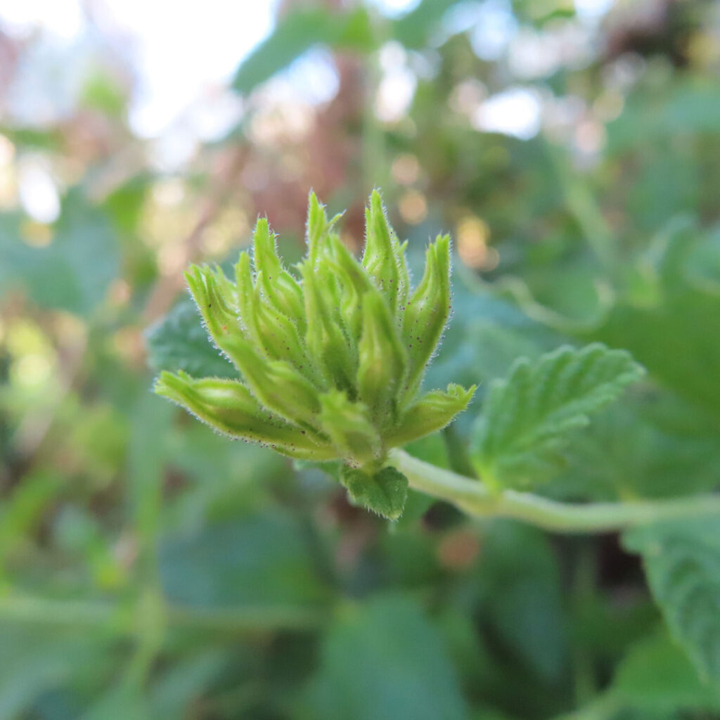 日本でバーベナの緑色のつぼみを背景ぼけで撮影