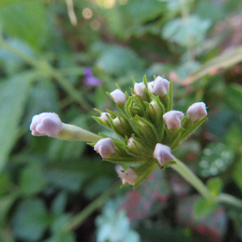 日本で白〜淡紫のバーベナのつぼみ群をクローズアップ