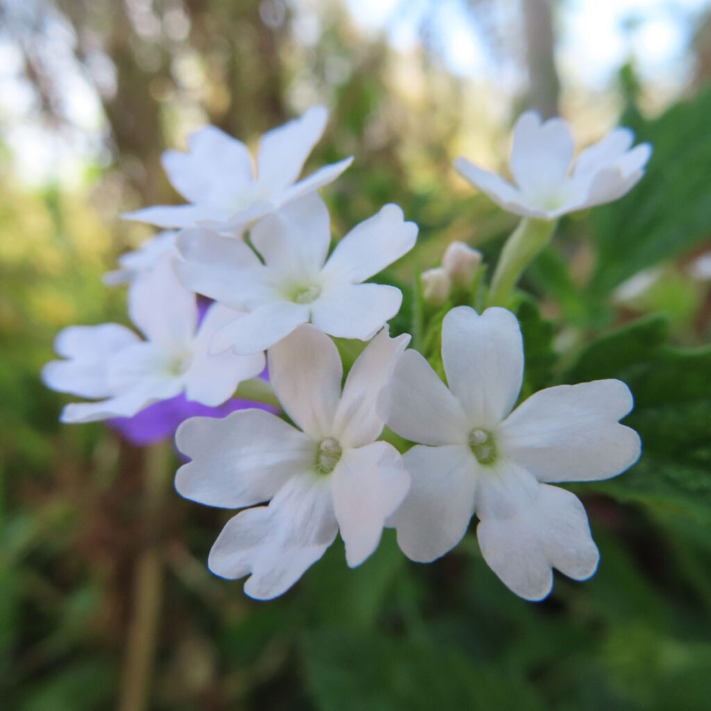 日本で白いバーベナ花群と背後の紫花を写した写真