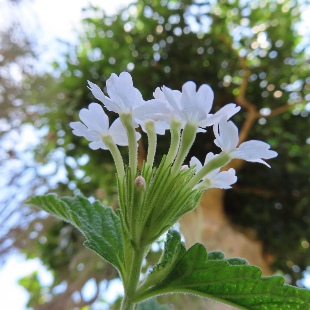 日本で白いバーベナ花房を下から見上げ、木立を背景に撮影