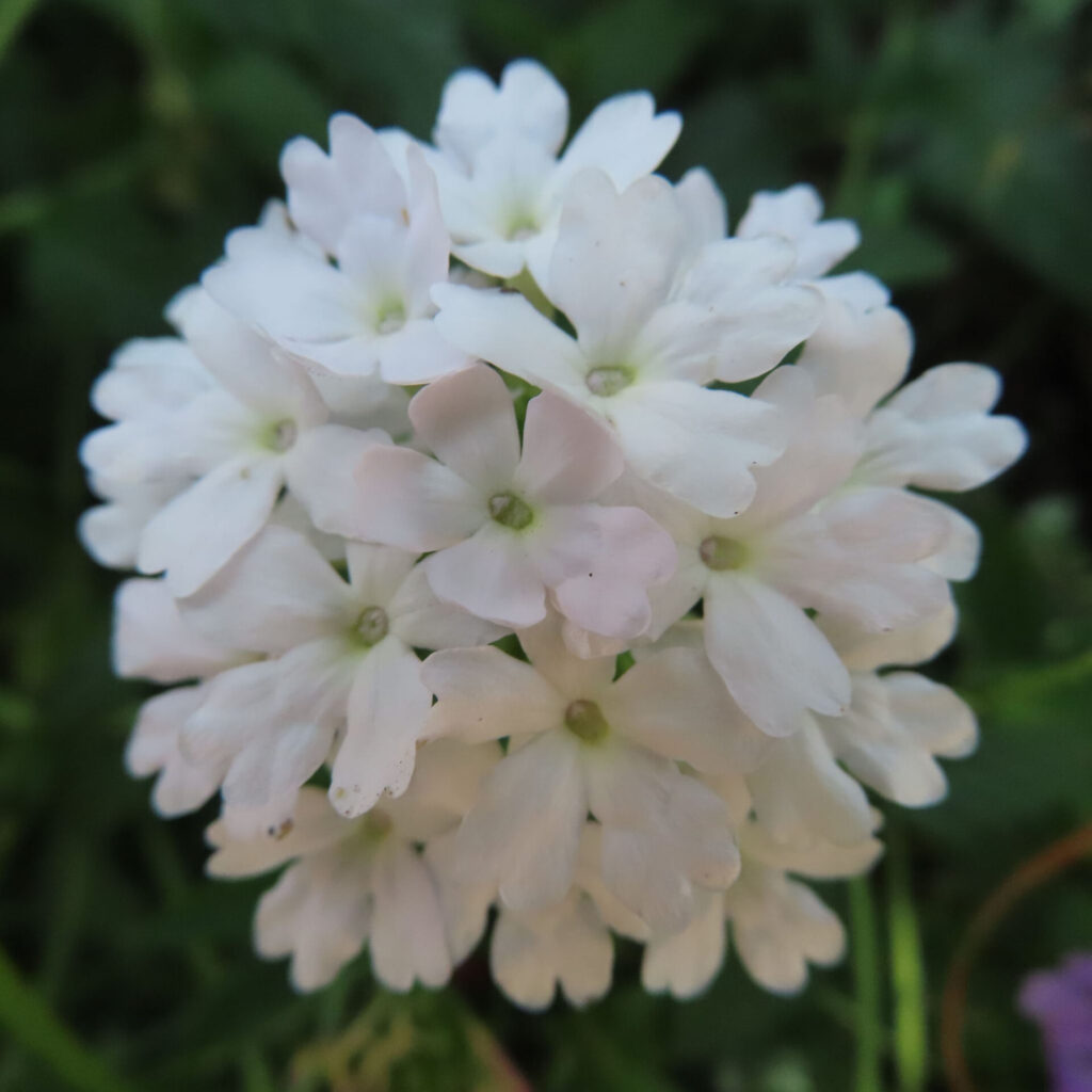 日本で白いバーベナの球形花序をクローズアップ