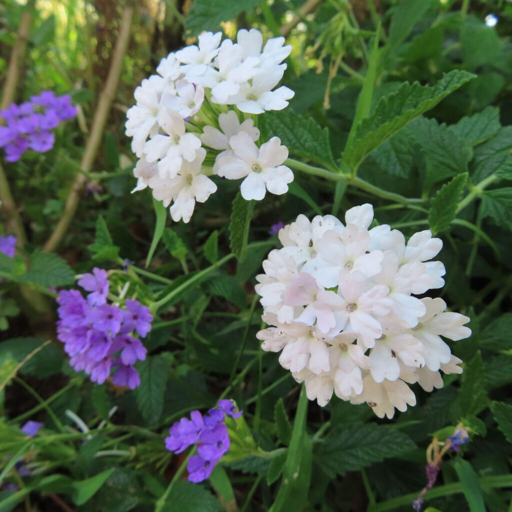 日本で白と紫のバーベナ花房が咲く花壇風景