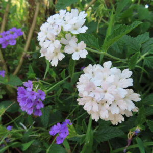 日本で白と紫のバーベナ花房が咲く花壇風景
