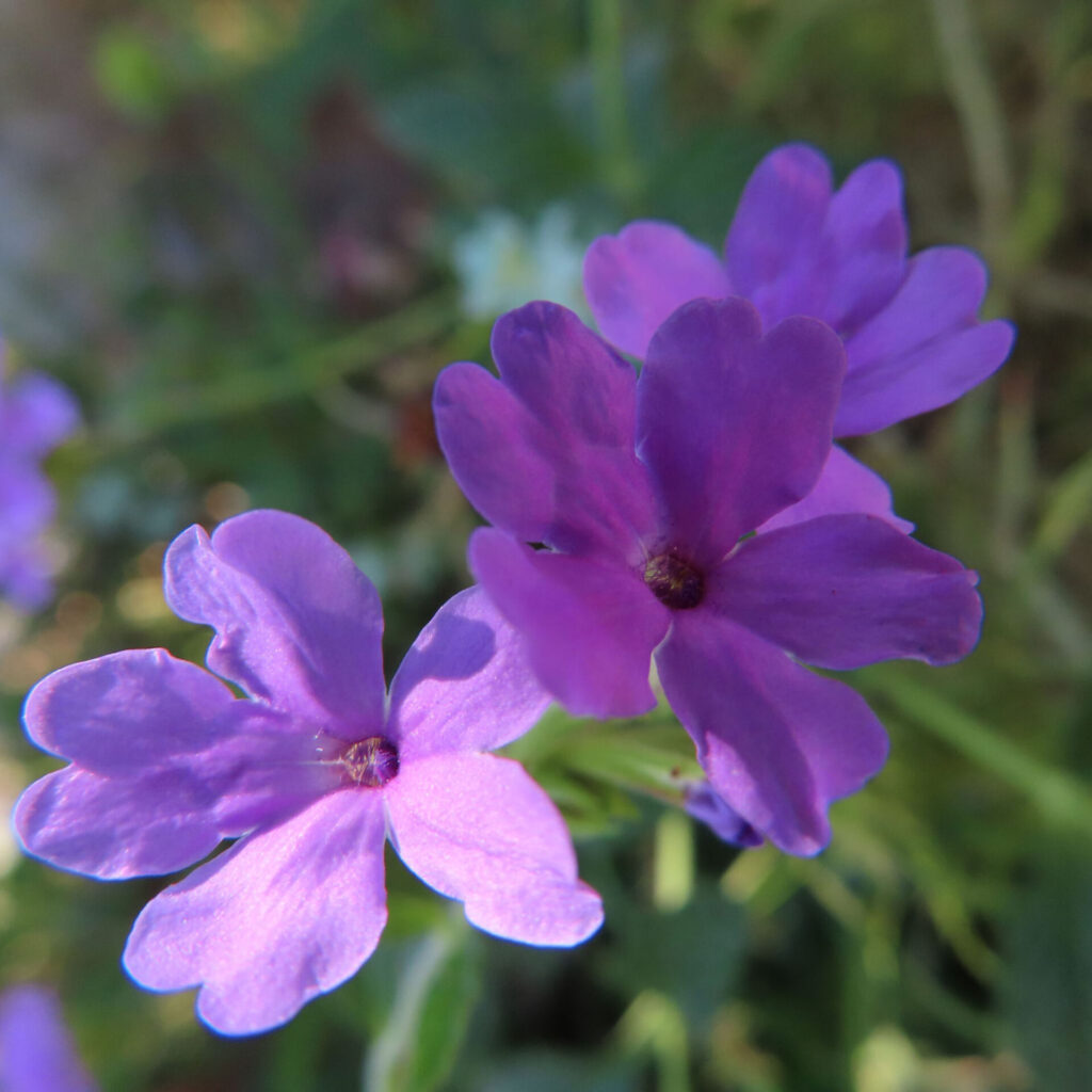 日本で紫のバーベナ三輪をクローズアップ