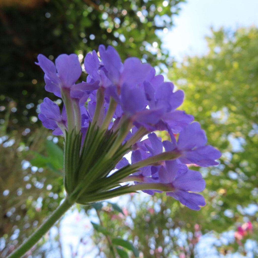 日本で紫のバーベナ花序を下から見上げたローアングル