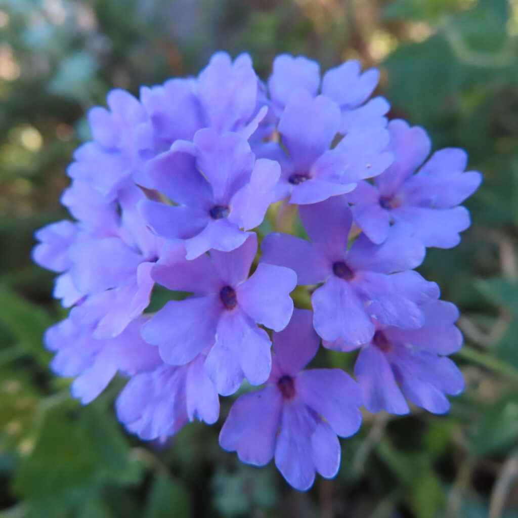 日本で紫のバーベナ球形花序をマクロ撮影