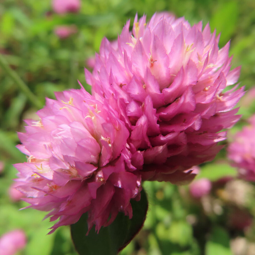 紫のセンニチコウ（千日紅）2輪のクローズアップ（日本・夏）