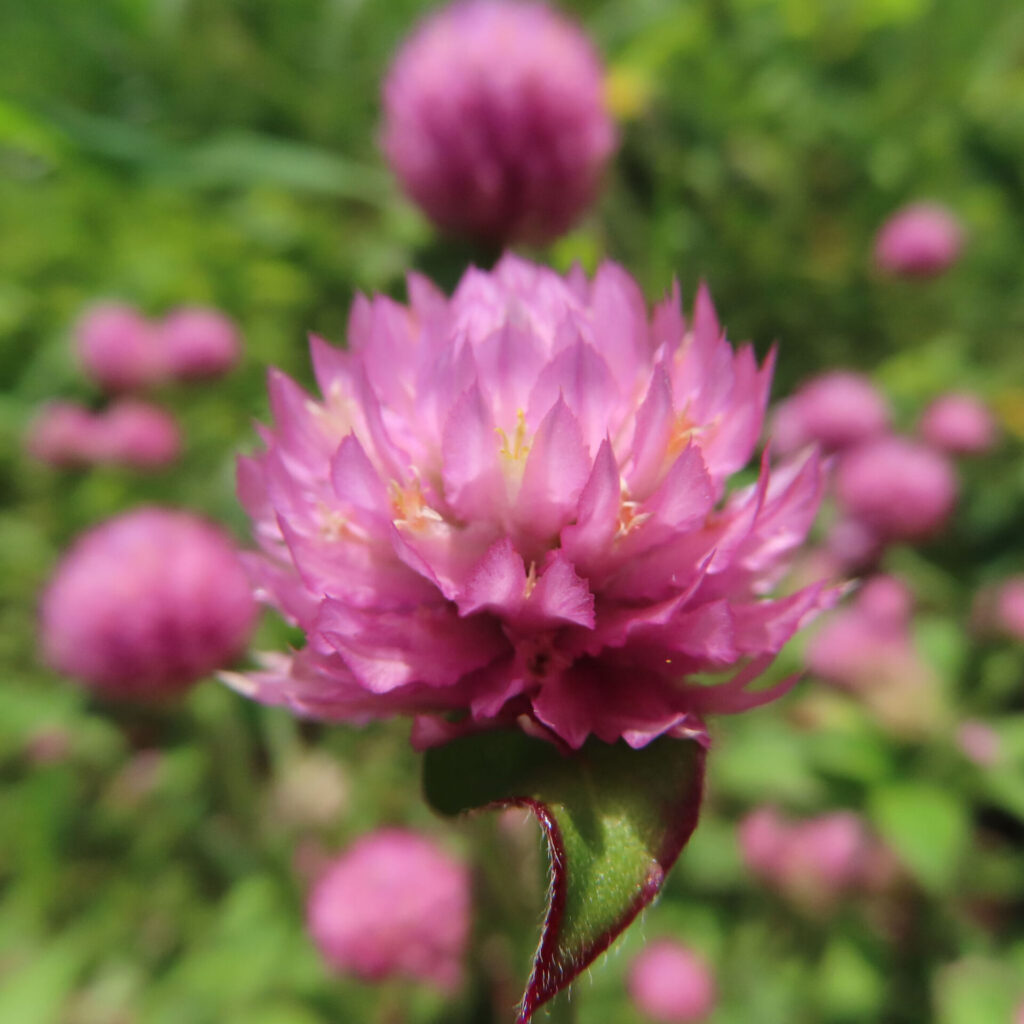 一輪の紫色センニチコウを前ボケ背景で撮影（日本・夏）