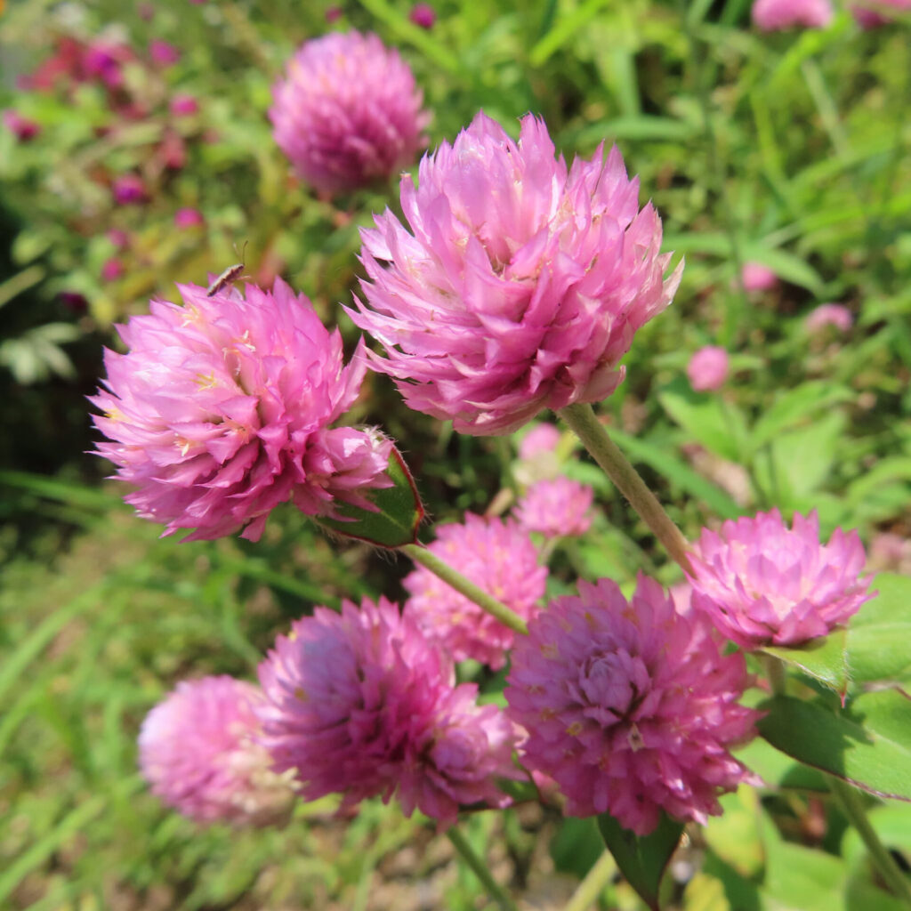 複数の紫色センニチコウが斜めに並ぶ群生（日本・夏）