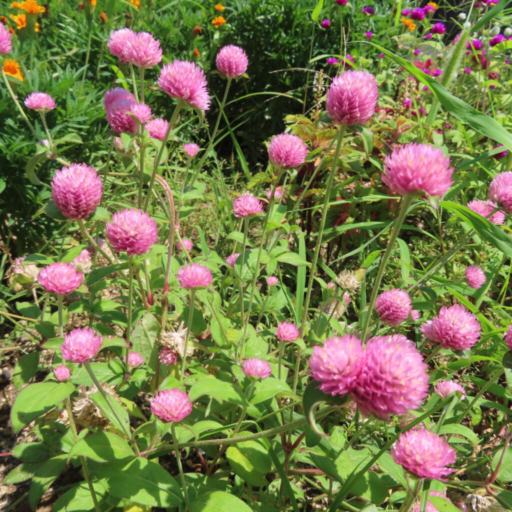 紫のセンニチコウ群生と奥のオレンジ色の花（日本・夏）