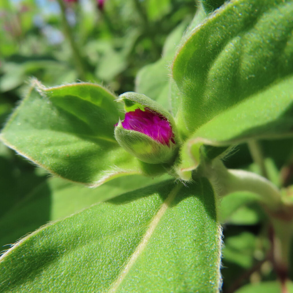 葉に包まれたセンニチコウのつぼみから紫がのぞく接写