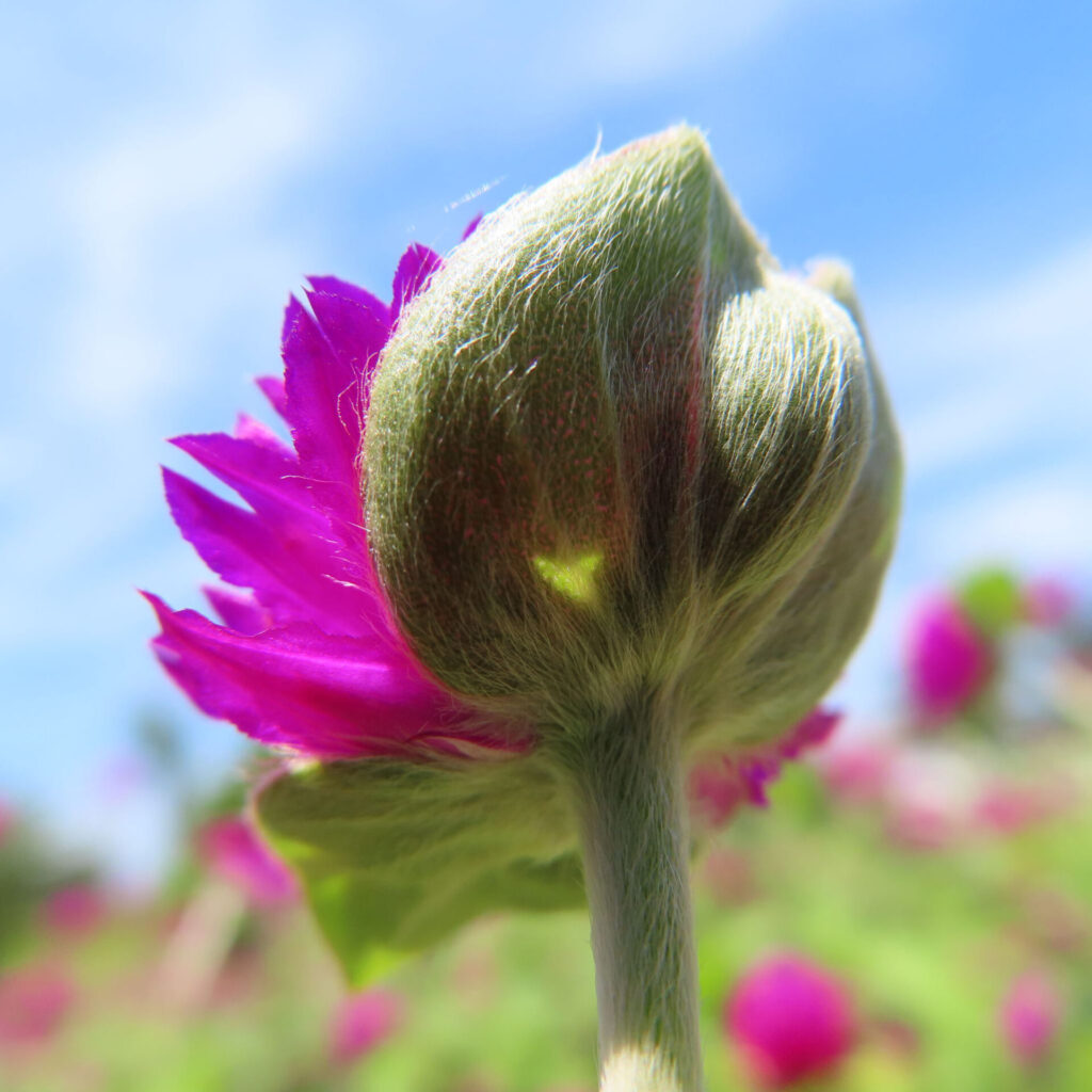 青空を背景に見上げたセンニチコウのつぼみのアップ