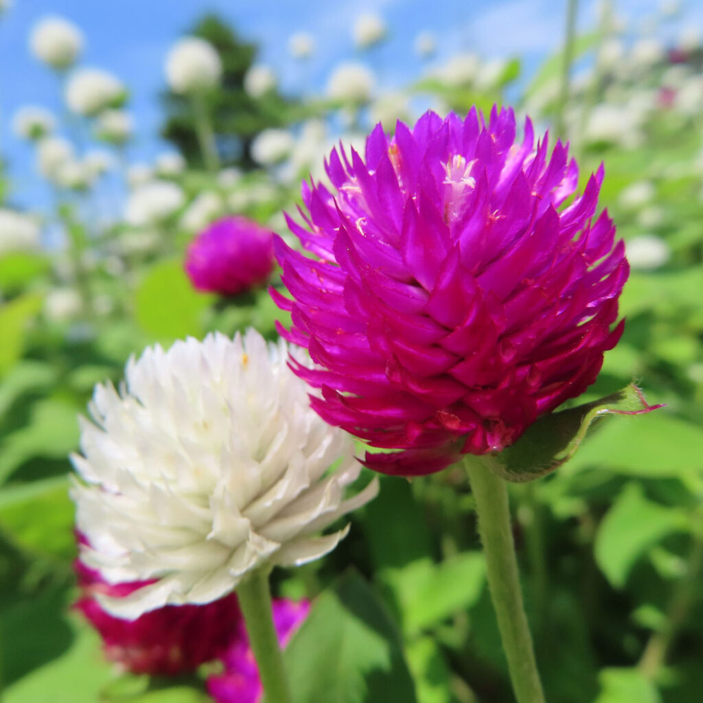 手前に白と紫のセンニチコウ2輪が並ぶ接写