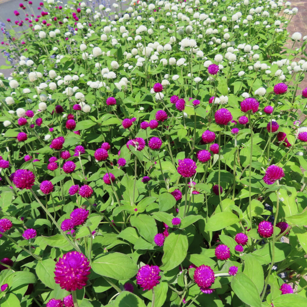 白と紫のセンニチコウが一面に咲く花壇風景