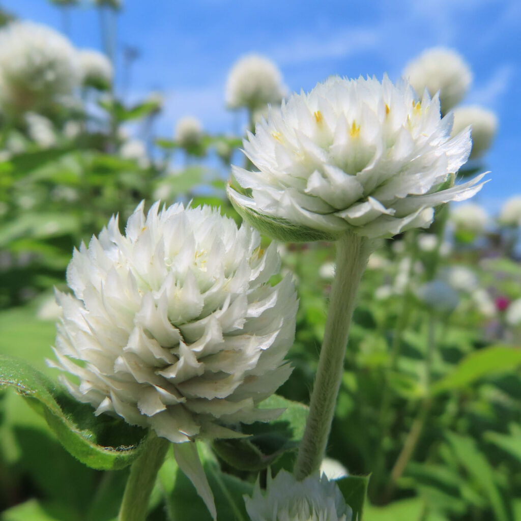 白いセンニチコウ2輪のクローズアップ（日本・夏）